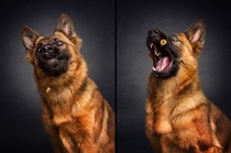 Pic #1 - Photographers hilarious portraits capture dogs trying to catch treats