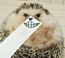 Pic #1 - super-villian hedgehog