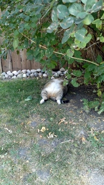 Pic #1 - This is what my cat does when its hot outside