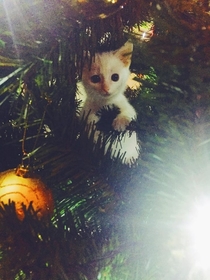 Pic #1 - We couldnt find the kitten on Christmas Day then we had a closer look at the tree