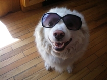 Pic #1 - When Im bored I like to put sunglasses on my dogs