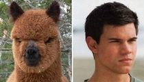 Pic #10 - Animals That Are Celebrity Look-alikes