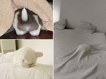 Pic #10 - Pets who completely suck at hide and seek