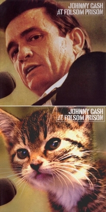 Pic #10 - What can make classic rock albums better Kittens can