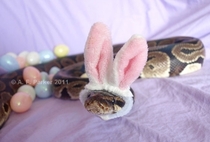 Pic #11 - Snakes wearing hats