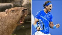 Pic #2 - Capybaras That Look Like Rafael Nadal