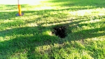 Pic #2 - Friend found something weird in a burrow