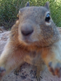 Pic #2 - Grand Canyon locals are taking park security into their own hands