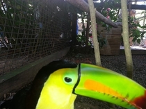 Pic #2 - I got a little too close to the Toucan when trying to take his picture