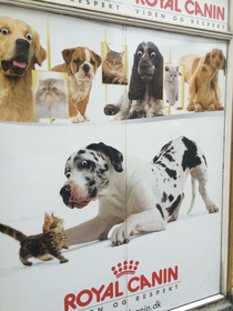 Pic #2 - My local pet store was vandalized