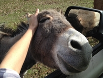 Pic #2 - My neighbor has a mini donkey that will chase you up the driveway until you scratch his head