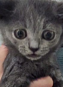 Pic #2 - My sisters kitten crawled into the fireplace and needed a bath