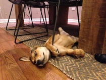 Pic #2 - Our puppy hasnt quite figured out this sleeping thing either