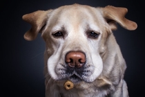 Pic #2 - Photographers hilarious portraits capture dogs trying to catch treats