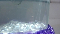 Pic #2 - Sea monkeys