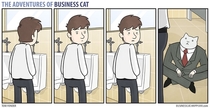 Pic #2 - The adventures of business cat