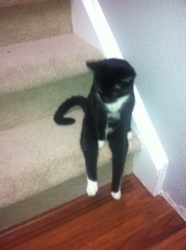 Pic #2 - The Cat who sits like a Dude