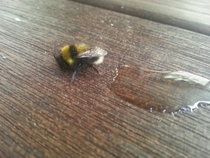 Pic #2 - The day I tried to rescue an exhausted bumble bee