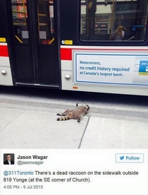 Pic #2 - The Toronto Raccoon Story