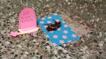 Pic #2 - There has been a dead cockroach in the anthropology buildings stairwell for at least two weeks Some enterprising person has now made her a little shrine