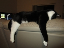 Pic #2 - This is how my roommates cat sleeps