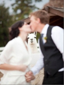 Pic #2 - Wedding Photobombs