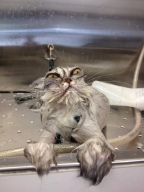 Pic #2 - When cats need baths