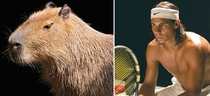 Pic #3 - Capybaras That Look Like Rafael Nadal