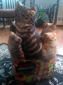 Pic #3 - Found these guys at a thrift shop and decided to recreate what reddit has shown me over the past year since I cant have cats of my own damned family and their allergies