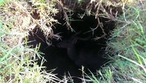 Pic #3 - Friend found something weird in a burrow