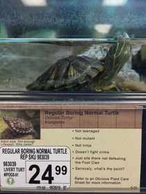 Pic #3 - I added some new pet options to a local pet store