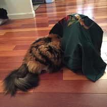 Pic #3 - I tried making a t-shirt cat tent