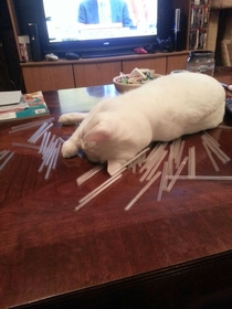 Pic #3 - My cat is also a Hoarder We found her stash while cleaning under the furniture