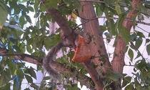Pic #3 - My friend texted me saying she was watching a squirrel eat a pizza in a tree I said Pics or it didnt happen She replied with these