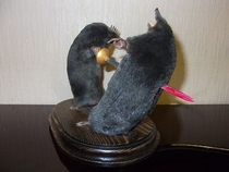 Pic #3 - Taxidermy at its best