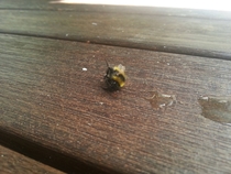 Pic #3 - The day I tried to rescue an exhausted bumble bee