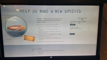 Pic #3 - The National Museum of New Zealand is trying to name a new species of Fish