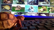 Pic #3 - Watching my girlfriends tortoise while shes on vacation She told me to keep him out of trouble