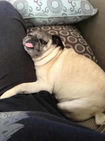 Pic #4 - Mans beautiful and majestic best friend