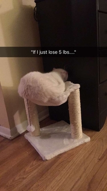 Pic #4 - My cat tried his damnedest to fit in this deceivingly undersized cat tree from Groupon