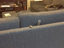 Pic #4 - Pets who completely suck at hide and seek