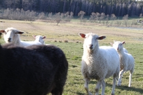 Pic #4 - Today I was attack by a herd of sheep that licked my camera then ran away