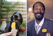 Pic #5 - Animals That Are Celebrity Look-alikes