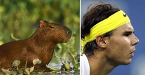 Pic #5 - Capybaras That Look Like Rafael Nadal