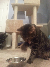 Pic #5 - Every time I feed my cat tuna he eats it with his paws