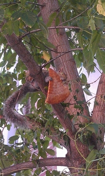 Pic #5 - My friend texted me saying she was watching a squirrel eat a pizza in a tree I said Pics or it didnt happen She replied with these