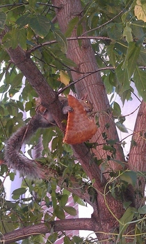 Pic #5 - My friend texted me saying she was watching a squirrel eat a pizza in a tree I said Pics or it didnt happen She replied with these