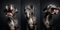 Pic #5 - Photographers hilarious portraits capture dogs trying to catch treats