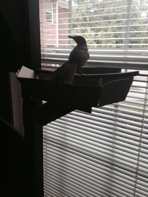 Pic #5 - There was a bird outside my door today I turned him into a Guard Bird He did his job well