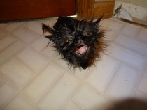 Pic #5 - When cats need baths